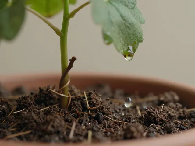 Jak často opakovat německá slovíčka: efektivní strategie pro zapamatování